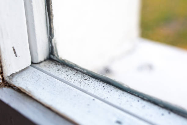 Best Post-Construction Mold Inspection  in Piney Green, NC