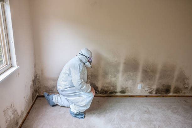 Best Asbestos and Lead Testing During Mold Inspection  in Piney Green, NC